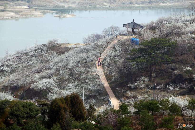 From Seoul: Korea Spring Cherry Blossom Day Tour - Donghaksa Temple framed by cherry trees