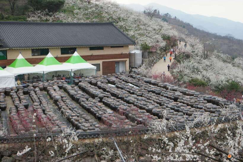From Seoul: Korea Spring Cherry Blossom Day Tour - Gwangyang Maehwa Village and the first signs of spring