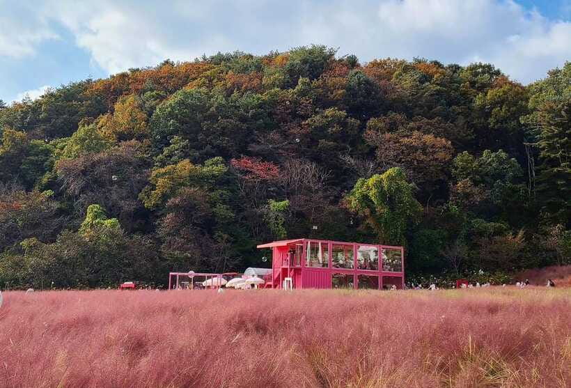 From Seoul: Pocheon, Sanjung Lake and Bidulginang Fall Trip - Herb Island’s plants, fragrance, and pink muhly