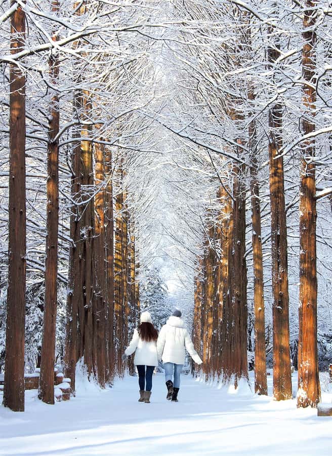 From Seoul: Seoraksan National Park and Nami Island Day Trip - Why this Seoul day trip works