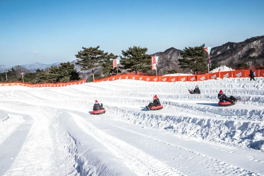 From Seoul: Snowy Land, Alpaca World, and Strawberry Picking - Alpaca World and the value of animal encounters
