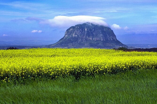 Full Day 12 hours whole Jeju Island private flexible tour - A One-Day Plan for an Island That Needs More Time