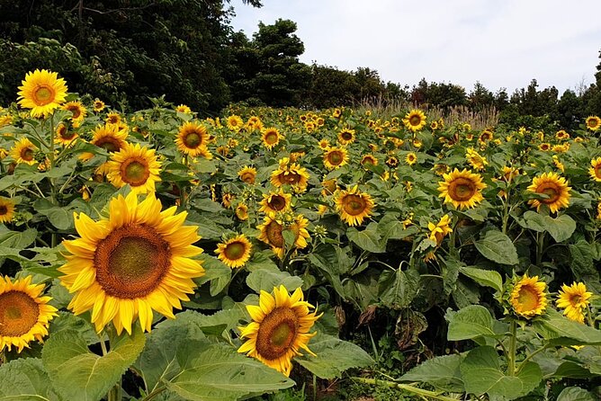 Full Day 12 hours whole Jeju Island private flexible tour - Building Your Route Around Sunrise and Sunset