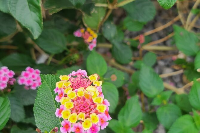 Full Day 12 hours whole Jeju Island private flexible tour - Why a Private Taxi Helps on Jeju