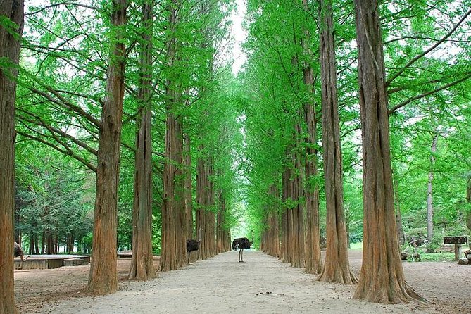 Full-Day Customizable Private Tour to Nami Island and surrounding Area - Garden of Morning Calm in every season