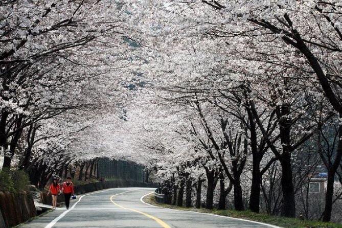 Full-day Hadong, Gwangyang, Cherry blossom, Green Tea Fields Private Tour - Five things to know before booking