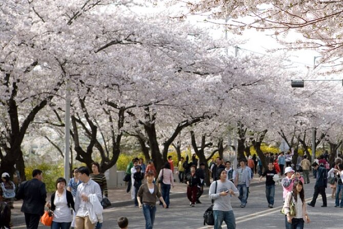 Full-day Hadong, Gwangyang, Cherry blossom, Green Tea Fields Private Tour - Two hours beside the Seomjin River