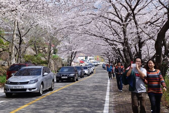 Full-day Hadong, Gwangyang, Cherry blossom, Green Tea Fields Private Tour - Ssanggyesa Temple below Jirisan Mountain