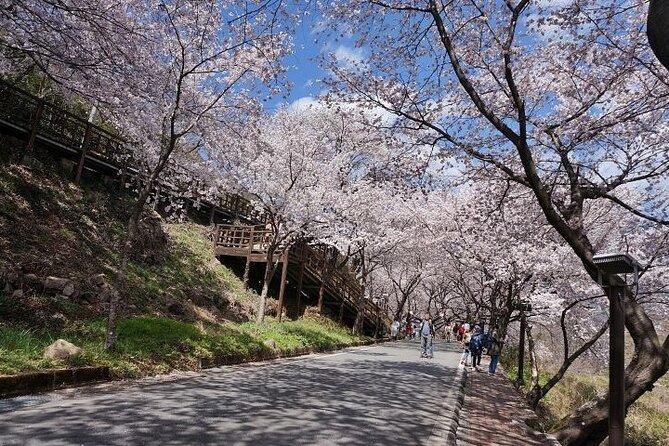 Full-day Hadong, Gwangyang, Cherry blossom, Green Tea Fields Private Tour - Hadong Tea Museum and the first Korean tea region