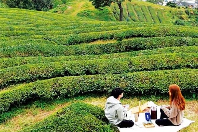 Full-day Hadong, Gwangyang, Cherry blossom, Green Tea Fields Private Tour - Dosim Dawon and Korea’s old tea trees