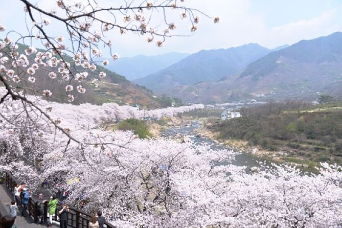 Full-day Hadong, Gwangyang, Cherry blossom, Green Tea Fields Private Tour - Plum blossoms at Gwangyang Maehwa Village