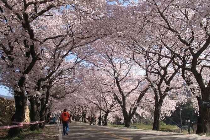 Full-day Hadong, Gwangyang, Cherry blossom, Green Tea Fields Private Tour - Hwagae Market and the taste of a local town
