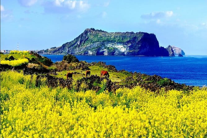 Full Day Jeju Private Customizable highlight Tour - Key points to know before you go