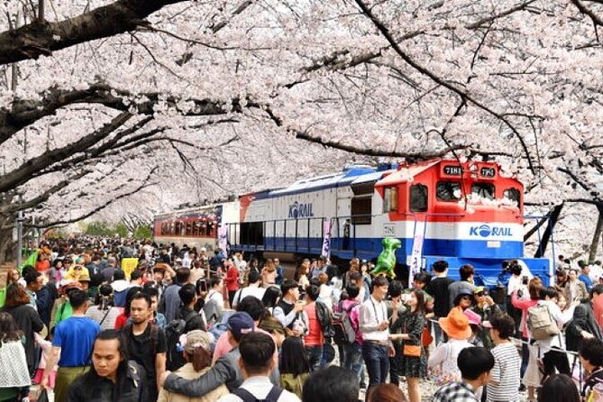 Full-Day Jinhae Cherry Blossom festival Private tour - Key points to know before booking
