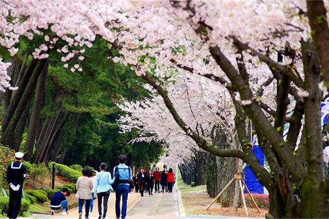Full-Day Jinhae Cherry Blossom festival Private tour - Why Jinhae works well as a day trip from Busan