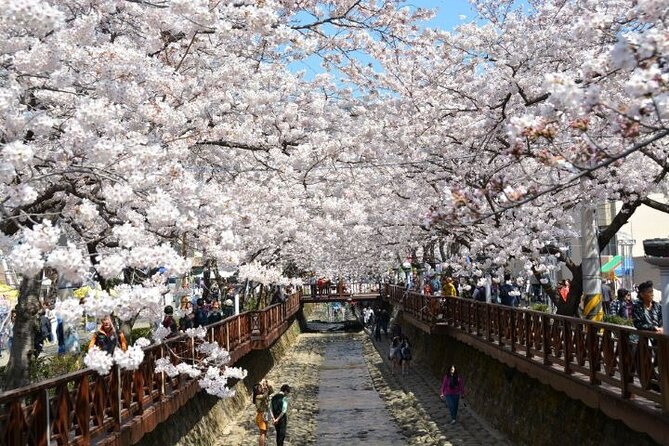 Full-Day Jinhae Cherry Blossom festival Private tour - Yeojwacheon Stream and the Romance Bridge