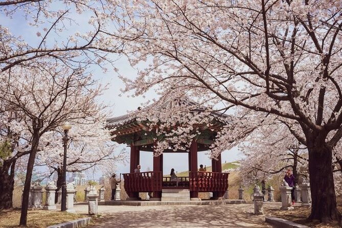 Full-Day Jinhae Cherry Blossom festival Private tour - Jangboksan Sculpture Park and the final view