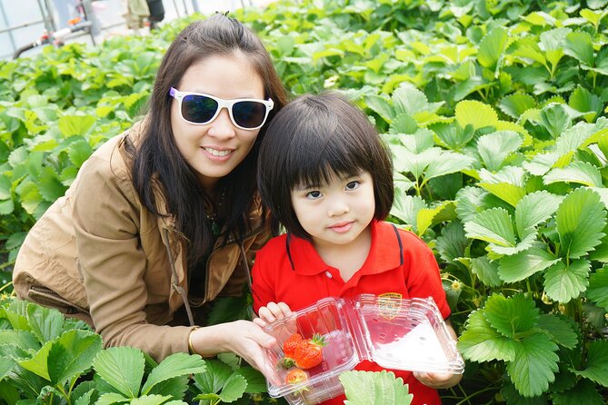 Full Day Private Tour in Nami Island - Six hours among trees, drama sites, and photo stops