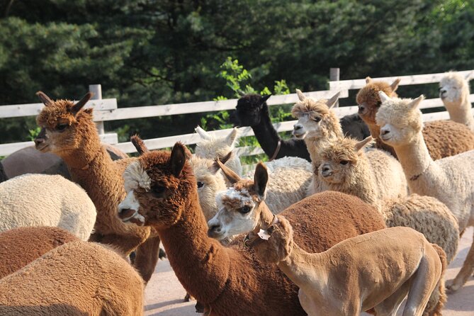 Full-Day Tour in Mt. Seorak & Nami (+Rail Bike Option) - Should you book the Seoraksan and Nami Island combination?