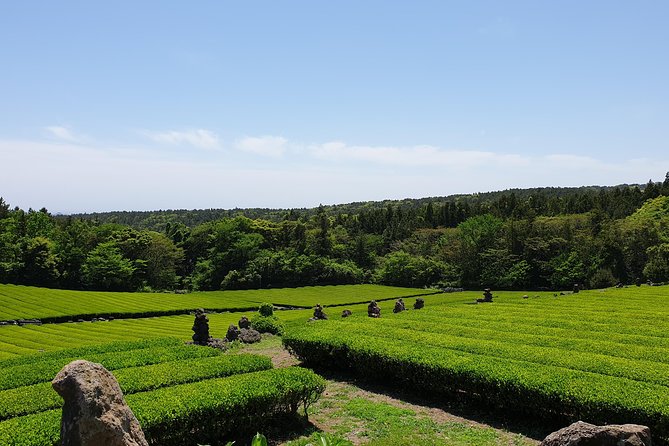 Fully Customizable Private Tour of Jeju Island - Folk villages, haenyeo culture, and everyday Jeju