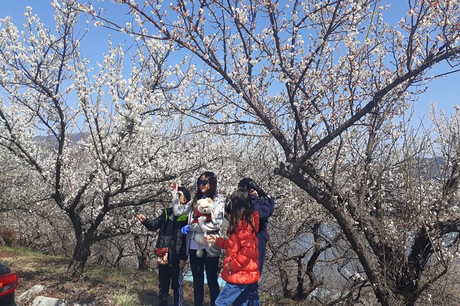 Gwangyang Maewha Flower and Jeonju Hanok Village 1 day trip from Seoul - What the $66.96 price really covers