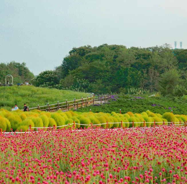 Hantan Canyon & Goseokjeong Flower Garden & Pink Muhly Park - Why this nature day trip is worth the drive from Seoul