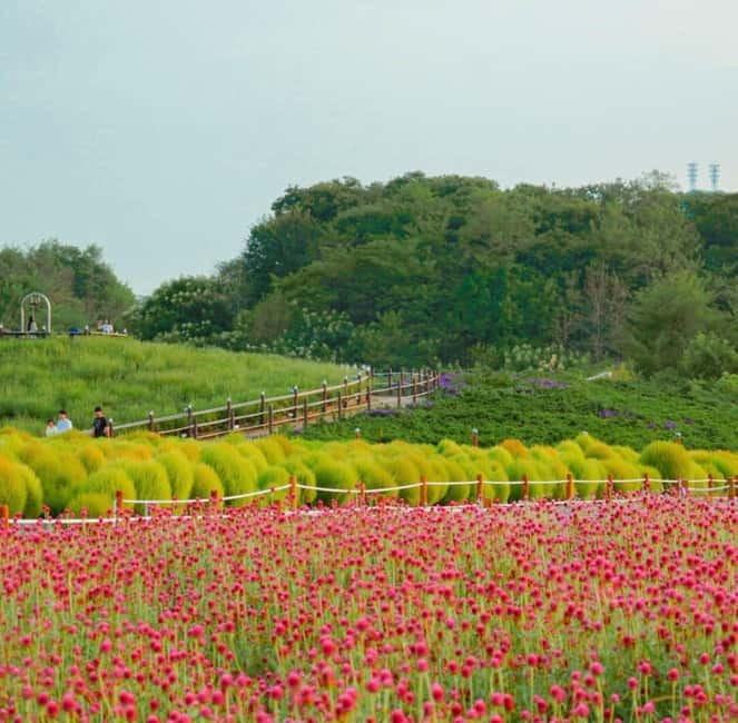 Hantan Canyon & Goseokjeong Flower Garden & Pink Muhly Park - Goseokjeong Flower Garden through the seasons