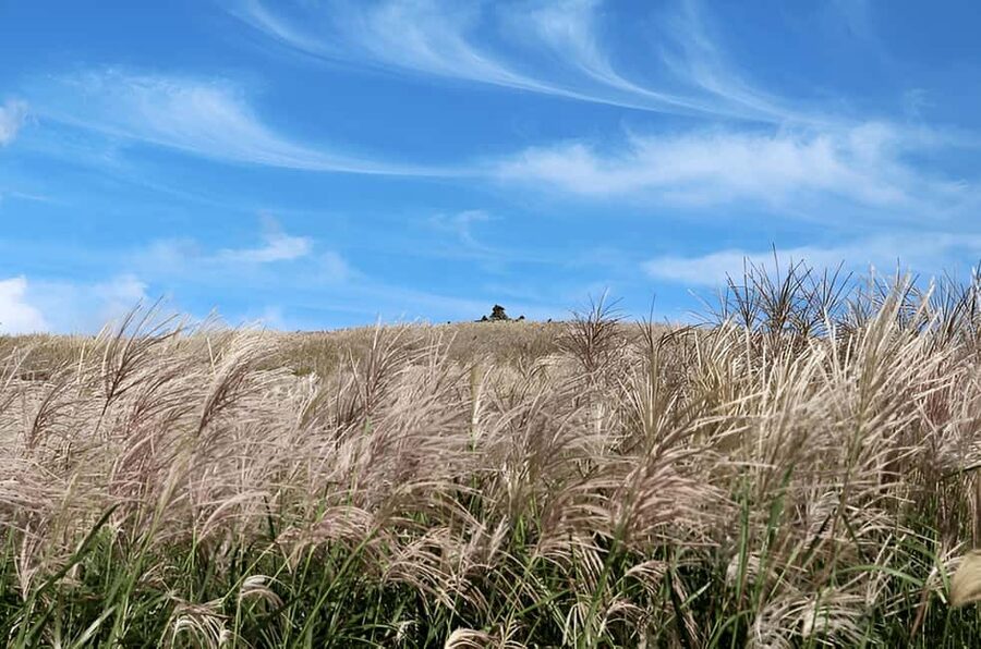 Jeju: 2026 Autumn Tour with Pink Muhly Festival Hotel Pickup - Why autumn is the right season for this Jeju day trip