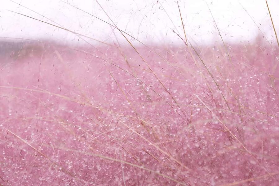 Jeju: 2026 Autumn Tour with Pink Muhly Festival Hotel Pickup - Lunch in Jeju Province: keep the midday flexible