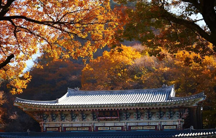 Jeju: 2026 Autumn Tour with Pink Muhly Festival Hotel Pickup - Seongsan Ilchulbong: a coastal hike with a cultural show