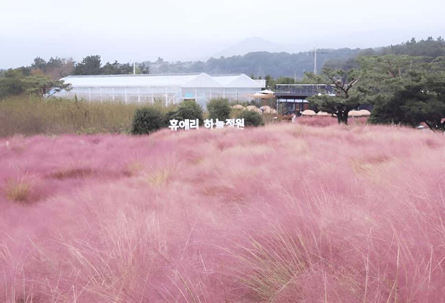 Jeju: 2026 Autumn Tour with Pink Muhly Festival Hotel Pickup - Ilchul Land and Micheon Cave