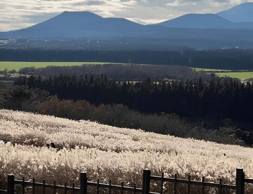 Jeju: 2026 Autumn Tour with Pink Muhly Festival Hotel Pickup - Weather plans and seasonal timing