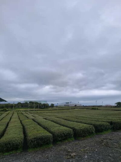 Cherry Blossom South & West Day Tour with Hotel Pickup