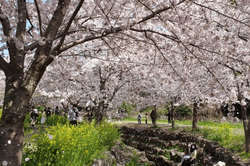 Jeju: Cherry Blossom South & West Day Tour with Hotel Pickup - Yerae Brings the King Cherry Blossoms Into Focus