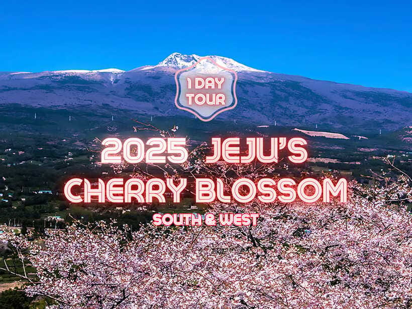 Jeju: Cherry Blossom South & West Day Tour with Hotel Pickup - Yongmeori Coast Is the Geological Highlight