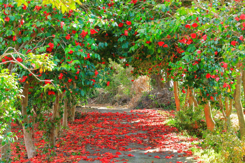 Jeju: Cherry Blossom South & West Day Tour with Hotel Pickup - Ending at Jeonnong Road Can Stretch the Evening