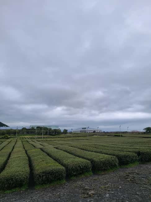Jeju: Cherry Blossom South & West Day Tour with Hotel Pickup - Hallasan Begins the Day With a Walk