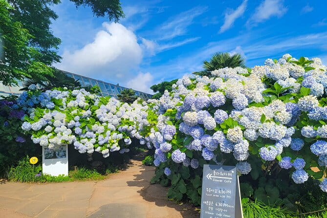 Jeju Day Tour for Cruise Guests - Timing, Late Ships, and the Return to Port