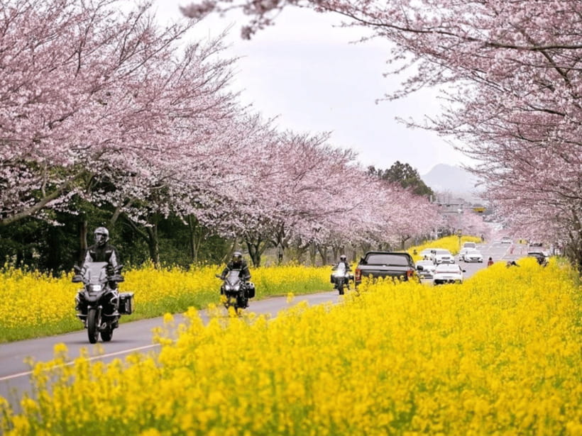 Jeju East: Cherry Blossom Early Bird Tour with Hotel Pickup - Noksan-ro pairs cherry trees with canola