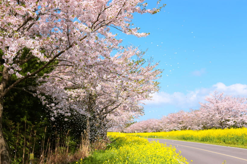 Jeju East: Cherry Blossom Early Bird Tour with Hotel Pickup - Seongeup Folk Village adds a human story