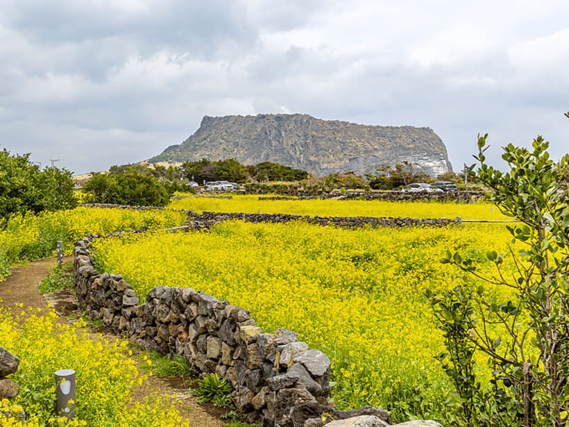 Jeju East: Cherry Blossom Early Bird Tour with Hotel Pickup - Lunch is local, but you pay separately