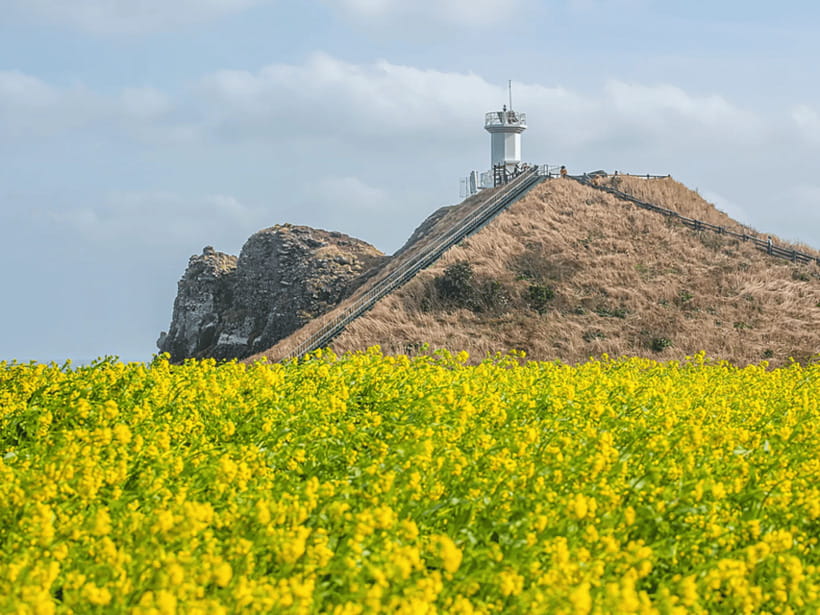 Jeju East: Cherry Blossom Early Bird Tour with Hotel Pickup - Sunrise Peak is the headline sight