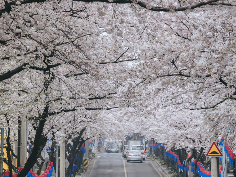 Jeju East: Cherry Blossom Early Bird Tour with Hotel Pickup - The guide can make or break the day