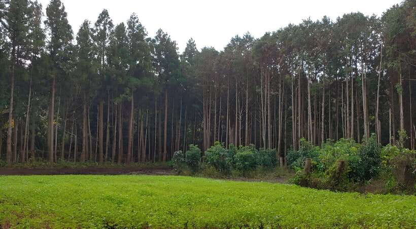 Jeju East: K-Drama Filming Spots Tour with Hotel Pickup - Secret Forest, or Andol-oreum, with a BTS connection