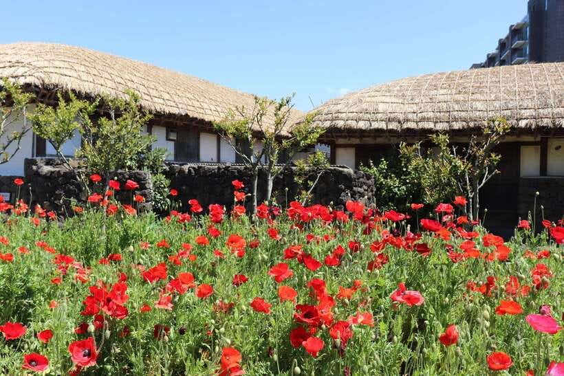 Jeju: East of Jeju Island Bus Tour from Seogwipo City - Woljeong-ri Beach brings a lighter pause