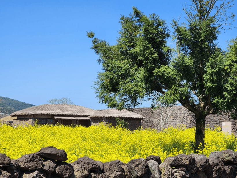 Jeju: Eastern Jeju UNESCO Spots Day Tour - Seongsan Ilchulbong: the day’s big volcanic view