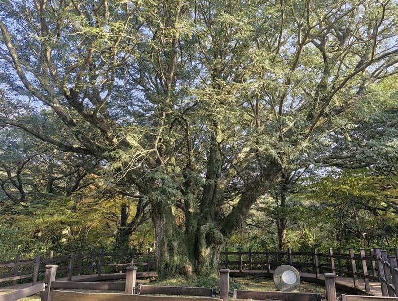 Jeju Island: Eastern Tour for Leisurely Walkers - Key details before you book