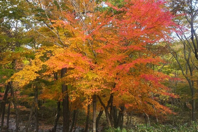 Jeju Island Private Taxi Tour: Mt. Hallasan and Waterfalls - Why this route works for a first day on Jeju