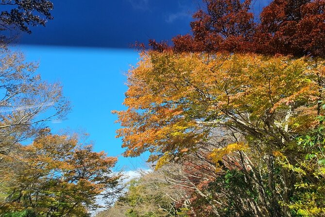 Jeju island Private Tour - UNESCO Day Tour & Haenyeo Performance - Jeju Stone Park and the Manjanggul Cave Change