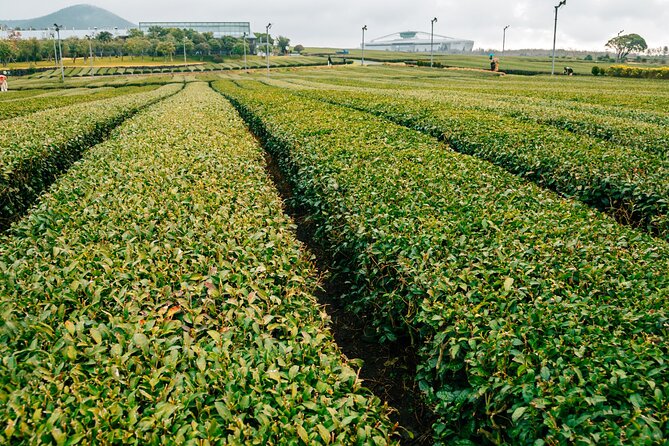 Jeju island Southern UNESCO Day Tour With Hallasan MT - Dongmun Market, a useful but brief finish